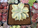 Graptopetalum 'Paraguayense' Variegated 3" Succulent Plant