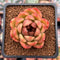 Echeveria 'Black Rose' 2" Succulent Plant