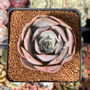 Echeveria 'Salgoo' 2" Succulent Plant