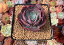 Echeveria 'Muesli' 3" Succulent Plant