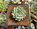 Echeveria 'Mexensis Zaragosa' 1" Succulent Plant