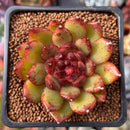 Echeveria Agavoides 'Black Queen' 2" Succulent Plant