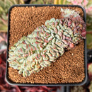 Echeveria 'Juliana Pink' Crested 3" Succulent Plant