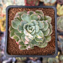 Echeveria 'Bradburiana' Variegated 2" Succulent Plant