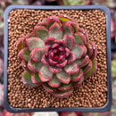 Echeveria 'Rosa Pink' 1" Succulent Plant