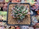 Echeveria 'Miracle' Variegated 2" Succulent Plant