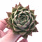 Echeveria Agavoides Spicy 2”-3” Rare Succulent Plant