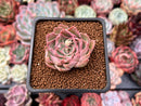 Echeveria 'Magic Savannah' 1" Succulent Plant