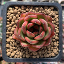 Echeveria Agavoides sp. 1" Succulent Plant