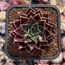 Echeveria 'Giro' 2" Succulent Plant