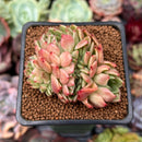 Echeveria 'Fabien' Crested 2" Succulent Plant