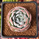 Echeveria 'Icy green' x 'Monroe' 2" Succulent Plant