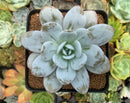 Echeveria 'Laui' 3" Powdery Succulent Plant