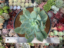 Echeveria 'Luella' Variegated 5" Large Succulent Plant