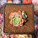 Echeveria 'Neoran' 1" Succulent Plant