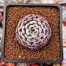 Echeveria 'Dark Minima' 1"-2" Succulent Plant