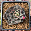 Echeveria 'Moranii' 1"-2" New Hybrid Succulent Plant