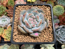 Echeveria 'Orange Monroe' 2" Succulent Plant
