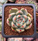 Echeveria 'Shakino' 1" New Hybrid Succulent Plant