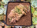 Echeveria 'Lucinda' Crested 2"-3" Succulent Plant