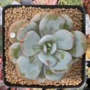 Echeveria 'Cream Tea' 2" Powdery Succulent Plant