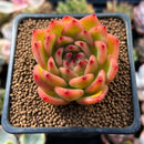 Echeveria Agavoides 'Chalstone' 2" Succulent Plant