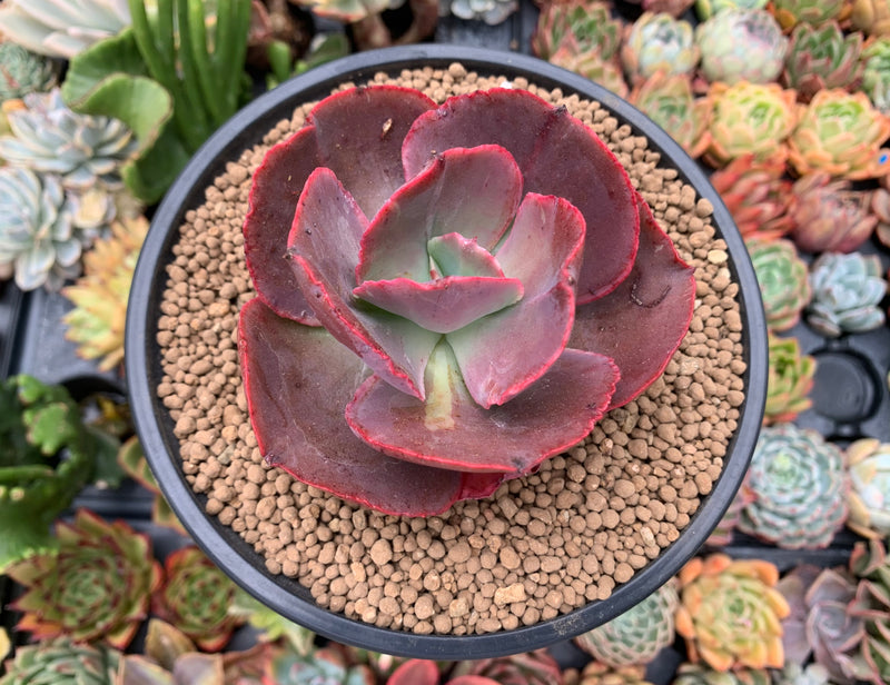 succulents big Echeveria 'Big Red' Hybrid 3" Succulent Plant – True Succulents Plant Co