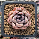 Echeveria sp. 1" Succulent Plant