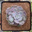 Echeveria 'Blue Surprise' Variegated 2"-3" Succulent Plant
