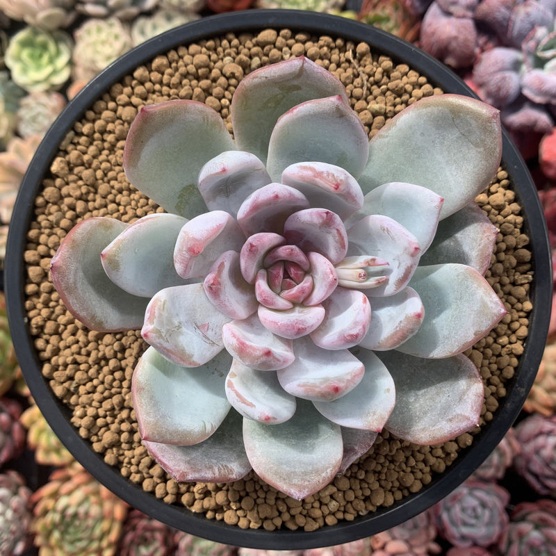 succulent cloning Echeveria 'Ivory' Selected Clone 4" Succulent Plant – True Succulents Plant Co