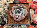 Echeveria 'Rastin' 2" Succulent Plant