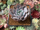 Echeveria 'Ice Purple' 2" Succulent Plant