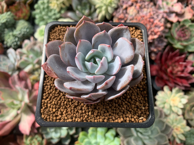 purple ice plant succulent Echeveria 'Ice Purple' 2" Succulent Plant – True Succulents Plant Co