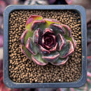 Echeveria 'Fushike' 1" New Hybrid Succulent Plant