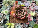 Echeveria 'White Champaign' 2"-3" Succulent Plant