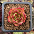 Echeveria Agavoides 'Lip stick' 1" Succulent Plant