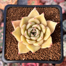 Echeveria 'Lilacina' x 'Rubin' Hybrid 1"-2" Succulent Plant
