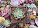 Echeveria 'Shakino' 1"-2" Seed-grown Succulent Plant