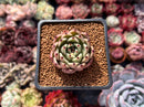 Echeveria Agavoides 'Black Cat' 1" Succulent Plant