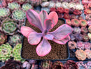 Echeveria 'Angel Wings' Variegated 3" Succulent Plant