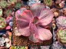 Echeveria 'Suyon Frill' Variegated 3" Succulent Plant