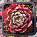 Echeveria 'Red Risha' 1" Succulent Plant