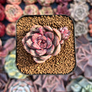 Echeveria 'Mirine' 1" Succulent Plant