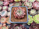 Echeveria 'Primavera' 1" Freckled Succulent Plant