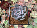 Echeveria 'Hayul' 2" New Hybrid Succulent Plant