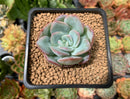 Echeveria 'Milkrose' 1" Succulent Plant