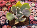 Echeveria 'Gigantea' Variegated 3" Succulent Plant