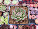 Echeveria 'Shani' 2" Succulent Plant
