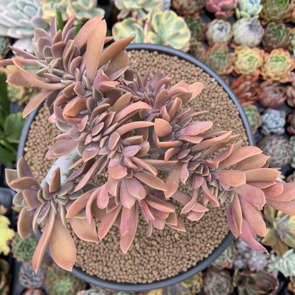 crested fred ives succulent Graptoveria 'Fred Ives' Crested Cluster 8" Succulent Plant – True Succulents  Plant Co