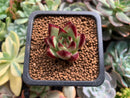 Echeveria Agavoides sp. 1" Succulent Plant